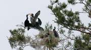 Na Warmii i Mazurach odstrzelą niemal 1300 kormoranów