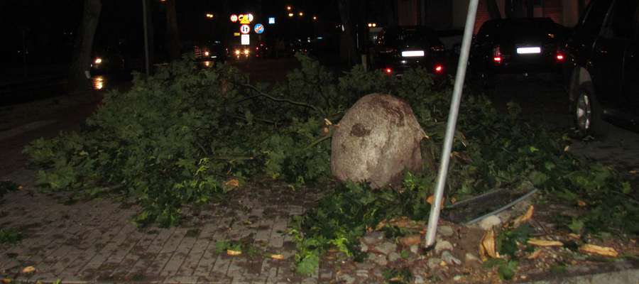 Jeno z drzew spadło wieczorem przy ul. Moniuszki w Giżycku