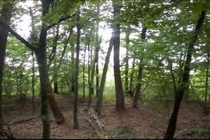 Rezerwat przyrody Jezioro Kośno