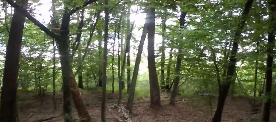 Jezioro Kośno prześwituje przez las w rezerwacie