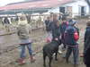 Uczniowie z Wojciech odwiedzili gospodarstwo rolno-hodowlane