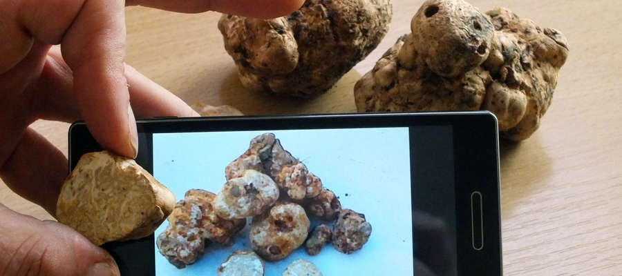 Marcin Procajło porównywał znalezione przez siebie grzyby ze zdjęciami trufli białych w internecie wystawionych na sprzedaż w Polsce