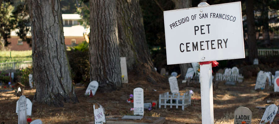 Najwięcej cmentarzy zwierząt znajduje się w Stanach Zjednoczonych i Kanadzie 