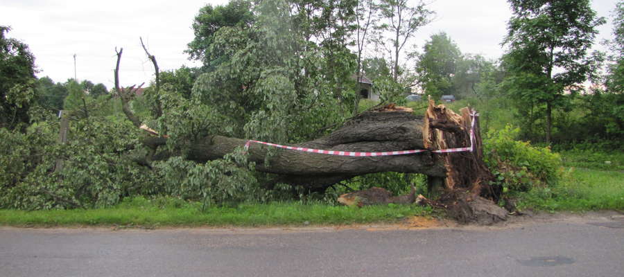 Nadchodzą silne wiatry — połamane drzewa mogą zagrażać podróżującym. Zachowajmy szczególną ostrożność