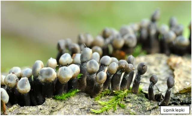 Lipnik lepki - jeden z rzadkich gatunków grzybów, występujących w lasach Nadleśnictwa Strzałowo