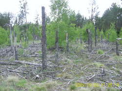 Las Ochronny "Szast" -  475-hektarowy fragment Puszczy Piskiej, który po huraganie w 2002 roku pozostawiono działaniu natury.