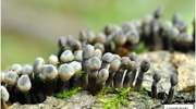 W Nadleśnictwie Strzałowo odkryto rzadkie gatunki grzybów