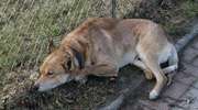 Pies sam wypadł z okna kamienicy w Olsztynie, czy ktoś mu pomógł? Są świadkowie