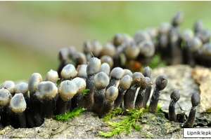 W Nadleśnictwie Strzałowo odkryto rzadkie gatunki grzybów