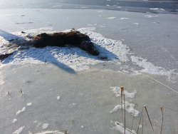 Martwe łosie (na zdjęciu tylko klępa) leżały na zamarzniętym jeziorze przez dwa tygodnie