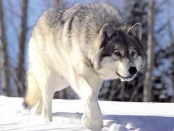 Mazurskie lasy bez śniegu - nie można policzyć wilków