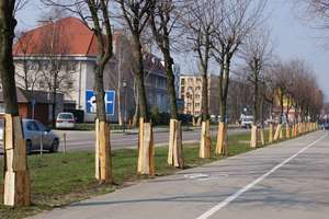 Modernizacja drogi Działdowo-Lidzbark nie zaszkodzi tym drzewom