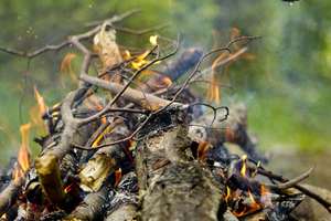 Rozpalili ognisko w lesie przy Wilczyńskiego. Straż zgasiła ogień