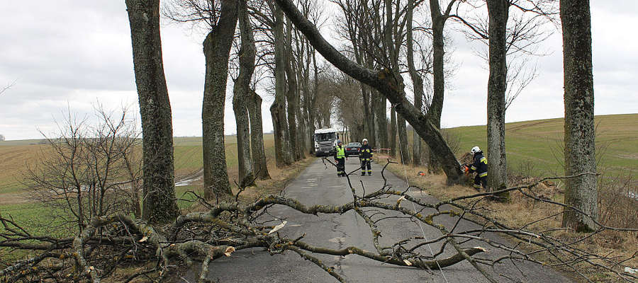 Strażacy usuwali wyrwane z korzeniami drzewo przy drodze Bisztynek - Prosity.