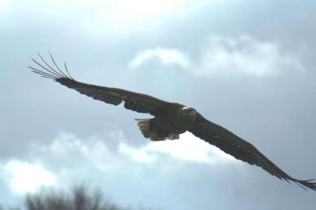 Rozpiętość skrzydeł dorosłego bielika znacznie przekracza 2 metry - full image