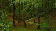 Leśny Kompleks Promocyjny Lasy Mazurskie
