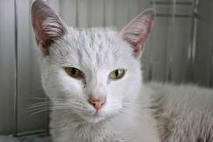 Biała kotka znaleziona na Kościuszki szuka właściciela 