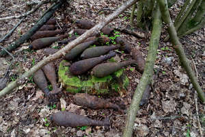 12 granatów w lesie