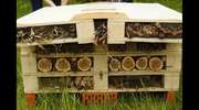 W Olsztynie jest już 9 hoteli dla pszczół