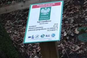 Pomnikowy dąb przy Szlaku Świętego Jakuba