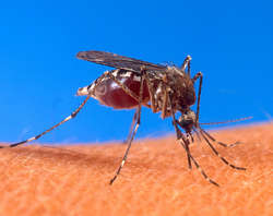 Komar na urlopie, czyli bzyczący koszmar