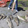 Co zabiło ryby w Druznie? Trwa kontrola w pasłęckiej mleczarni
