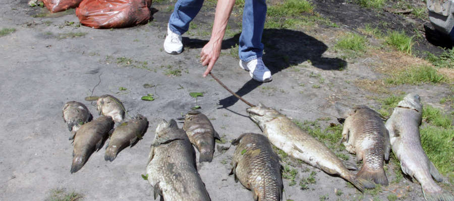 Na zdjęciu: śnięte ryby po zatruciu j. Druzno w 2014 roku