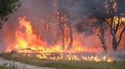 W okolicy miejscowości Odoje ogień strawił 3,5 hektara lasu
