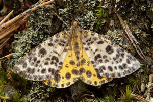 Przylepek moczarek, czyli płochliwy jak motyl