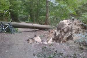 Trochę powiało i drzewa padły  w Bażantarni