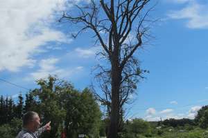 Od roku proszą urzędników o wycięcie uschniętych drzew  