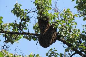 Niwelowali skutki silnych wiatrów, zabezpieczali teren przy rojach pszczół