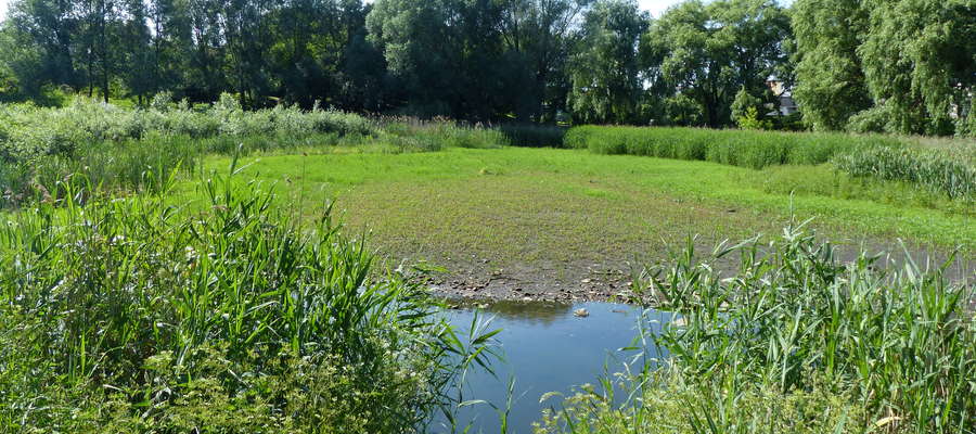 Mieszkańcy Gajerka i osiedla przy ul. Gdańskiej wspominają, że niegdyś w bagienku wody nie brakowało. Teraz ten teren bardziej przypomina łąkę