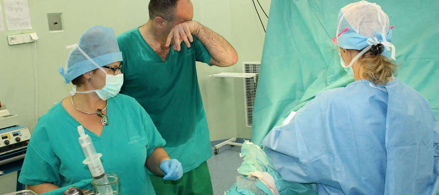 Tak wygląda lekarz operator po wykonaniu 45 minutowego zabiegu wszczepienia endoprotezy stawu biodrowego. Na zdjęciu dr Roman Grzybowski w asyście pielęgniarek-instrumentariuszek.