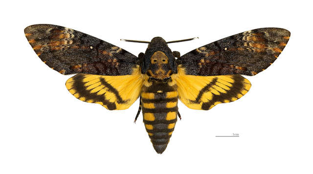 O motylu co trąbi, ludzi straszy i miód pszczołom podbiera
 - full image