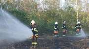 Ogień zaatakował las niedaleko zabudowań w Trzcinie