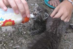 Kociaki porzucone przez matkę szukają domu