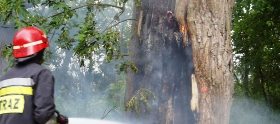 
W minionym tygodniu braniewscy strażacy gasili pożar drzewa w miejscowości Ujście
