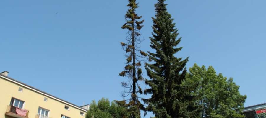 Spalone drzewo przy placu Grunwaldzkim w Giżycku