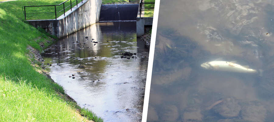 Śnięte ryby zauważono w rzece Kumieli w parku Dolinka