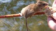 Mazury: myszy opanowały Czarci Ostrów na jeziorze Śniardwy