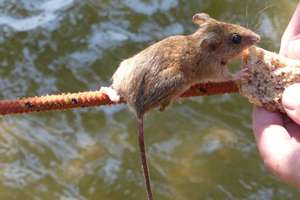 Myszy opanowały Czarci Ostrów na jeziorze Śniardwy
