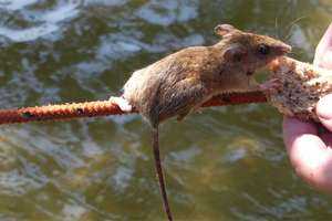 Plaga myszy na Czarciej Kępie na jeziorze Śniardwy