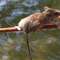 Plaga myszy na Czarciej Kępie na jeziorze Śniardwy