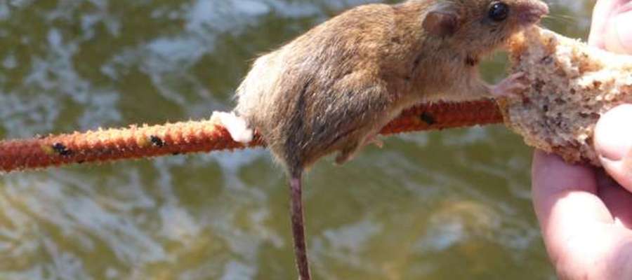 Myszy na Czarciej Kępie od razu po rzuceniu cumy próbują dostać się na pokład jachtu