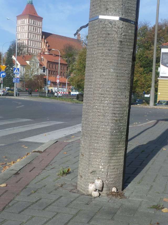 W Olsztynie, kanie rosną nawet przy latarniach.