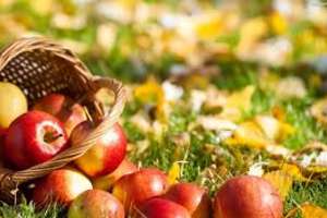 Tydzień jedzenia jabłek u salezjanów