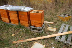 Kto niszczy pszczoły, niszczy życie