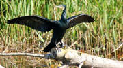 Rezerwat kormorana czarnego i czapli siwej w Kątach Rybackich