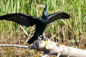 Rezerwat kormorana czarnego i czapli siwej w Kątach Rybackich